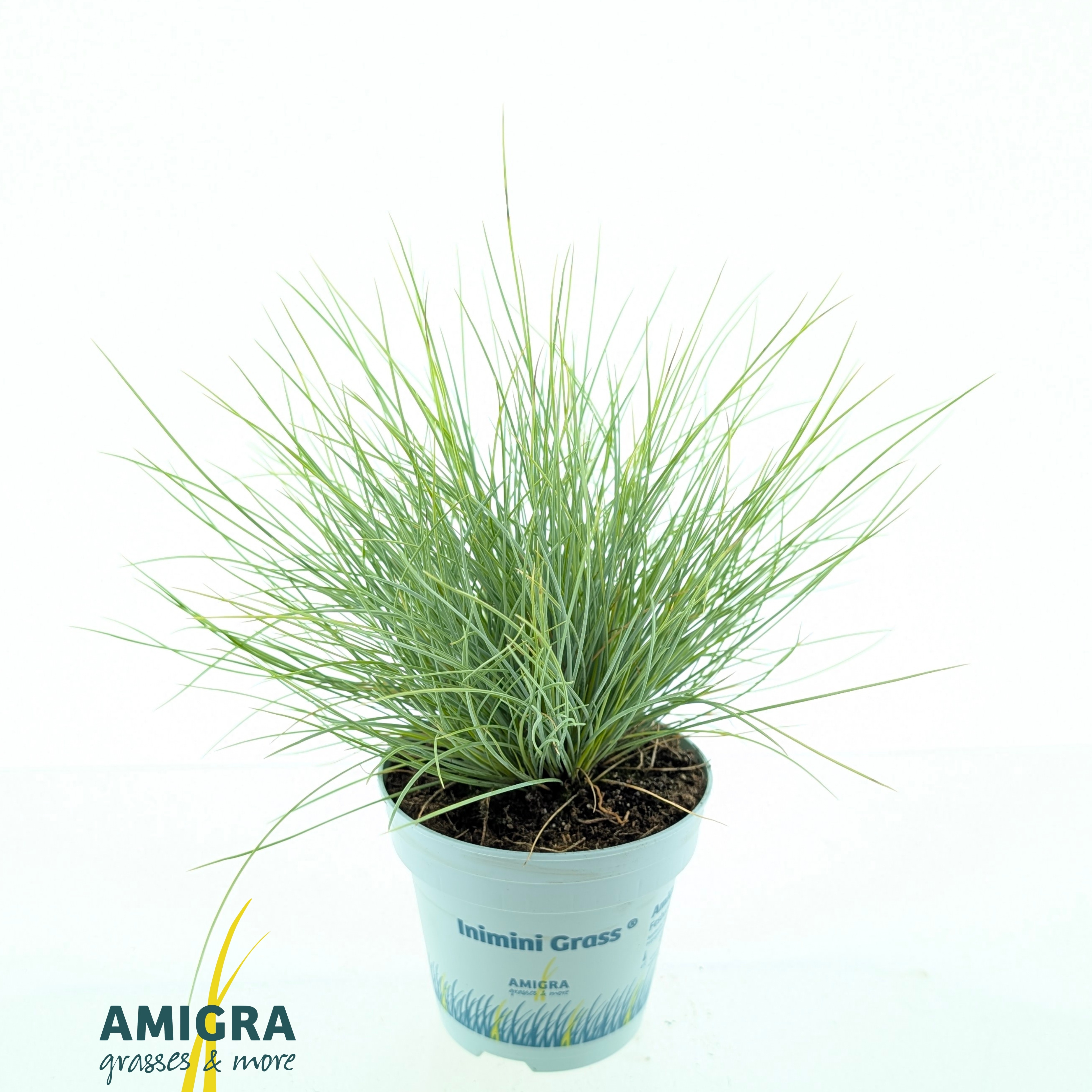 Picture of Festuca glauca AmiGold®