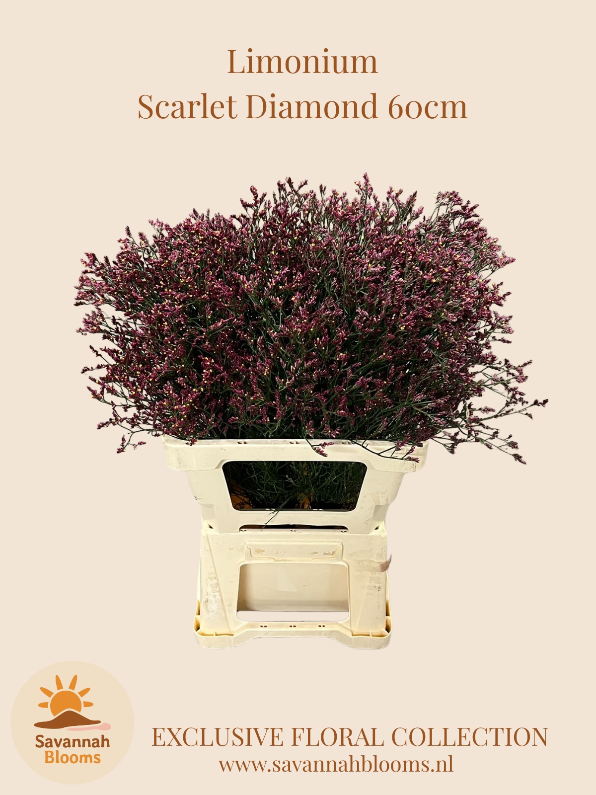 Limonium Scar Diamond 60cm 25gram