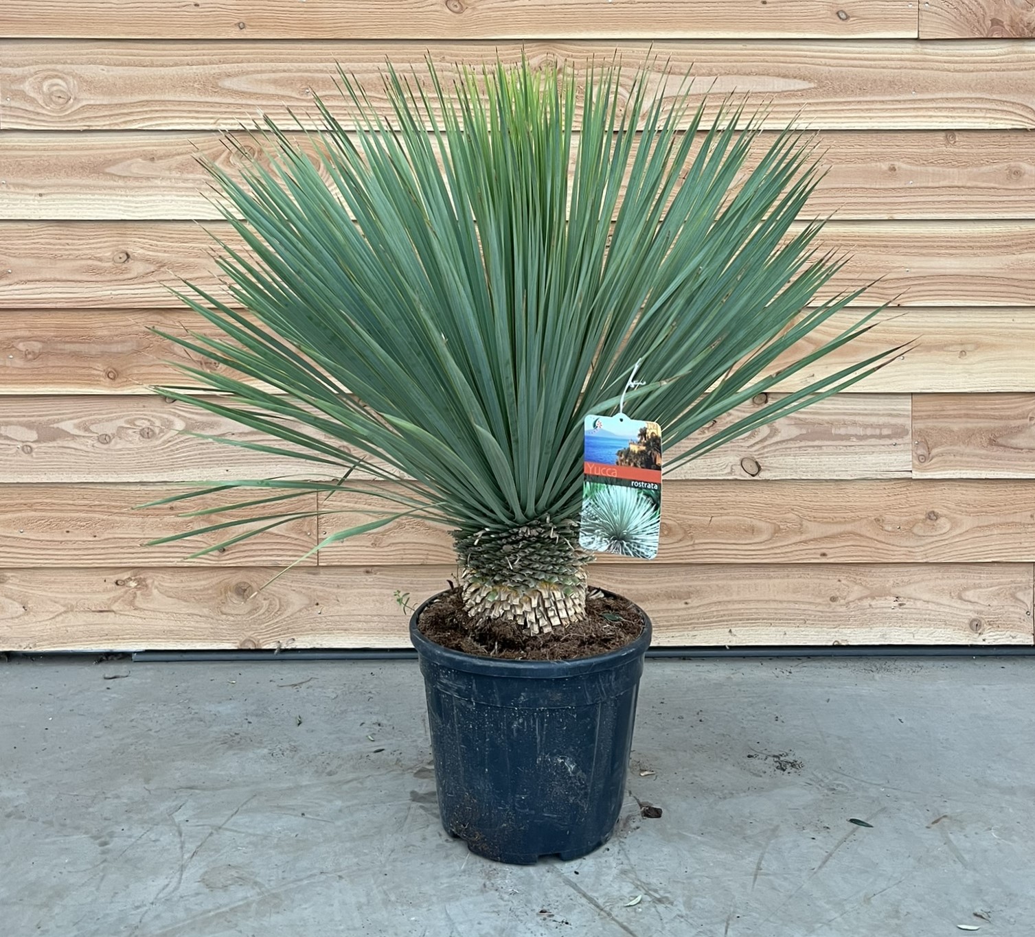 Picture of Yucca rostrata P36 (20 Ltr) (LOOSE)