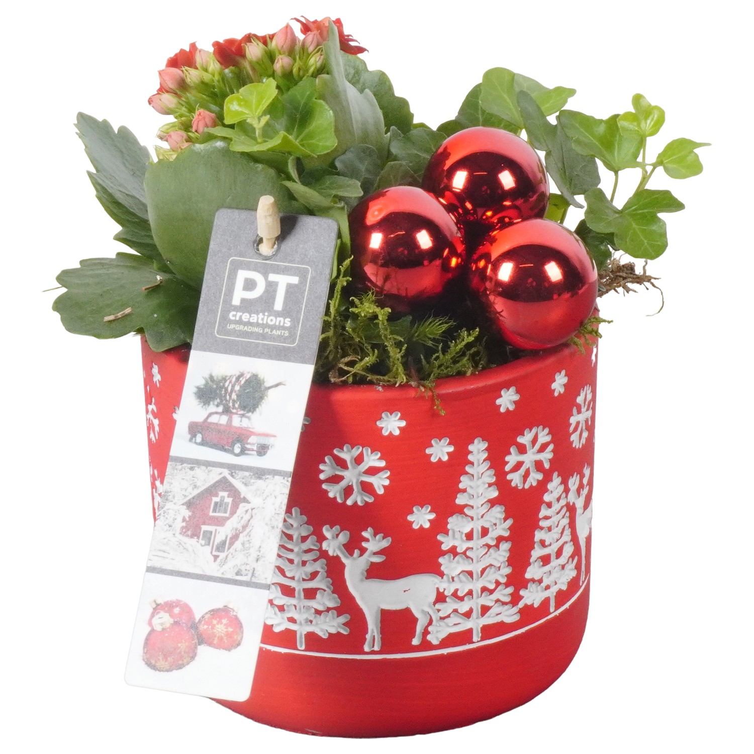 Picture of PTKB9391 Arrangement X-Mas in concrete pot P11 17cm