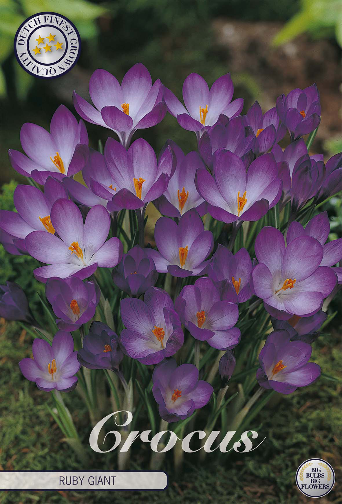 Crocus Chrysanthus Ruby Giant x20 5/7