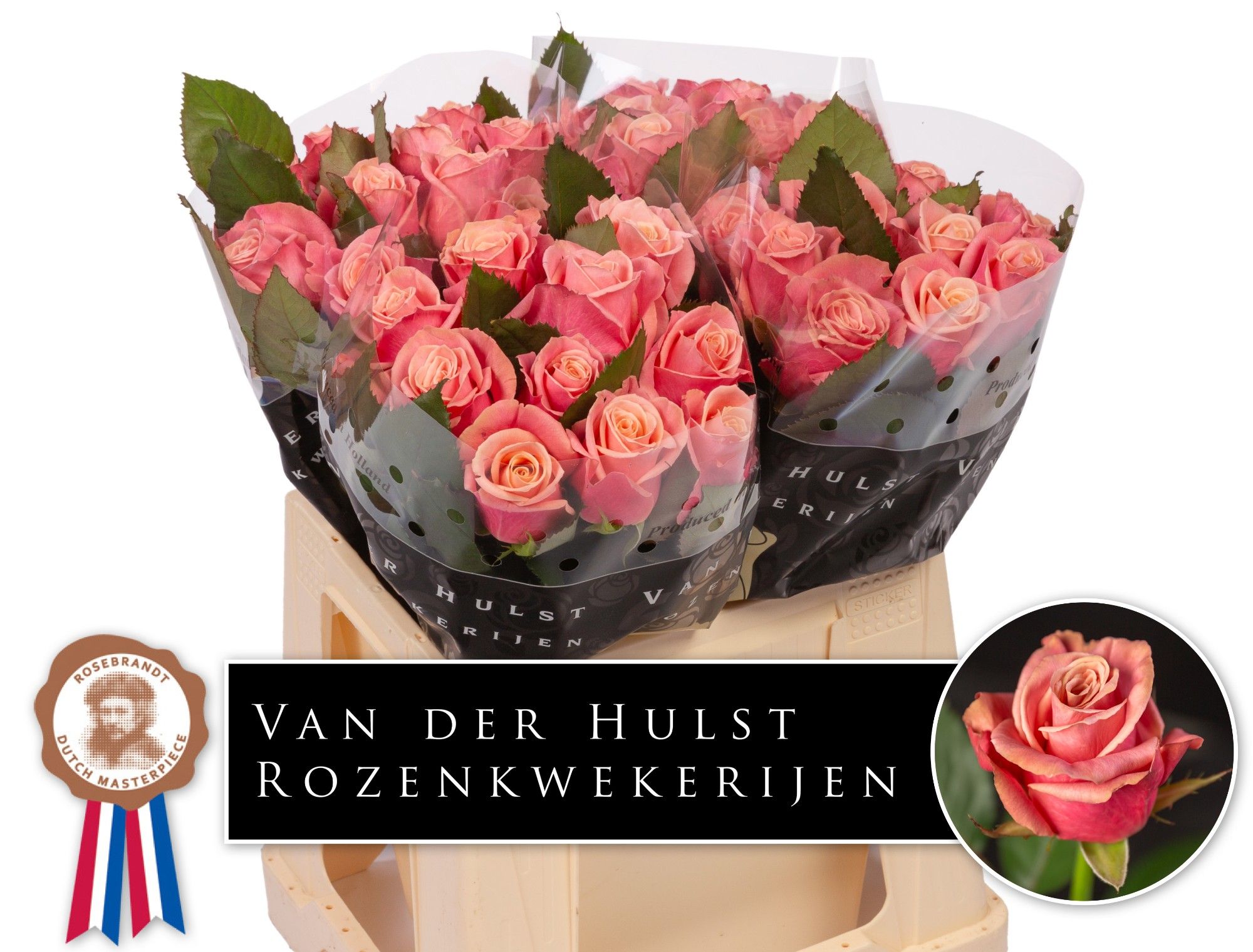 Rosa Adele 40cm