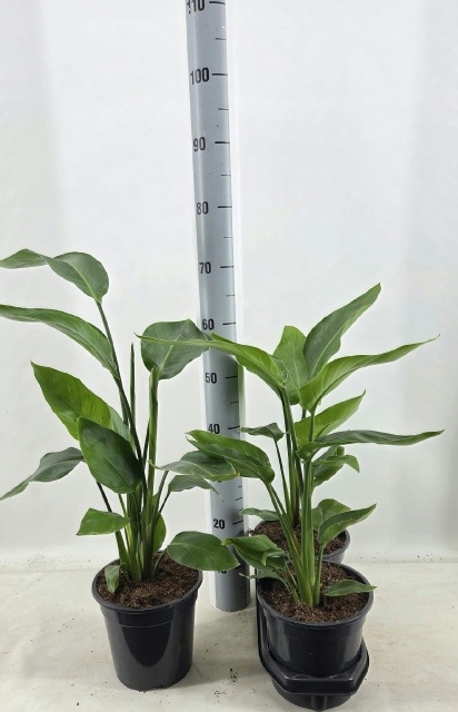 Strelitzia Nicolai 19P 65H 2stek