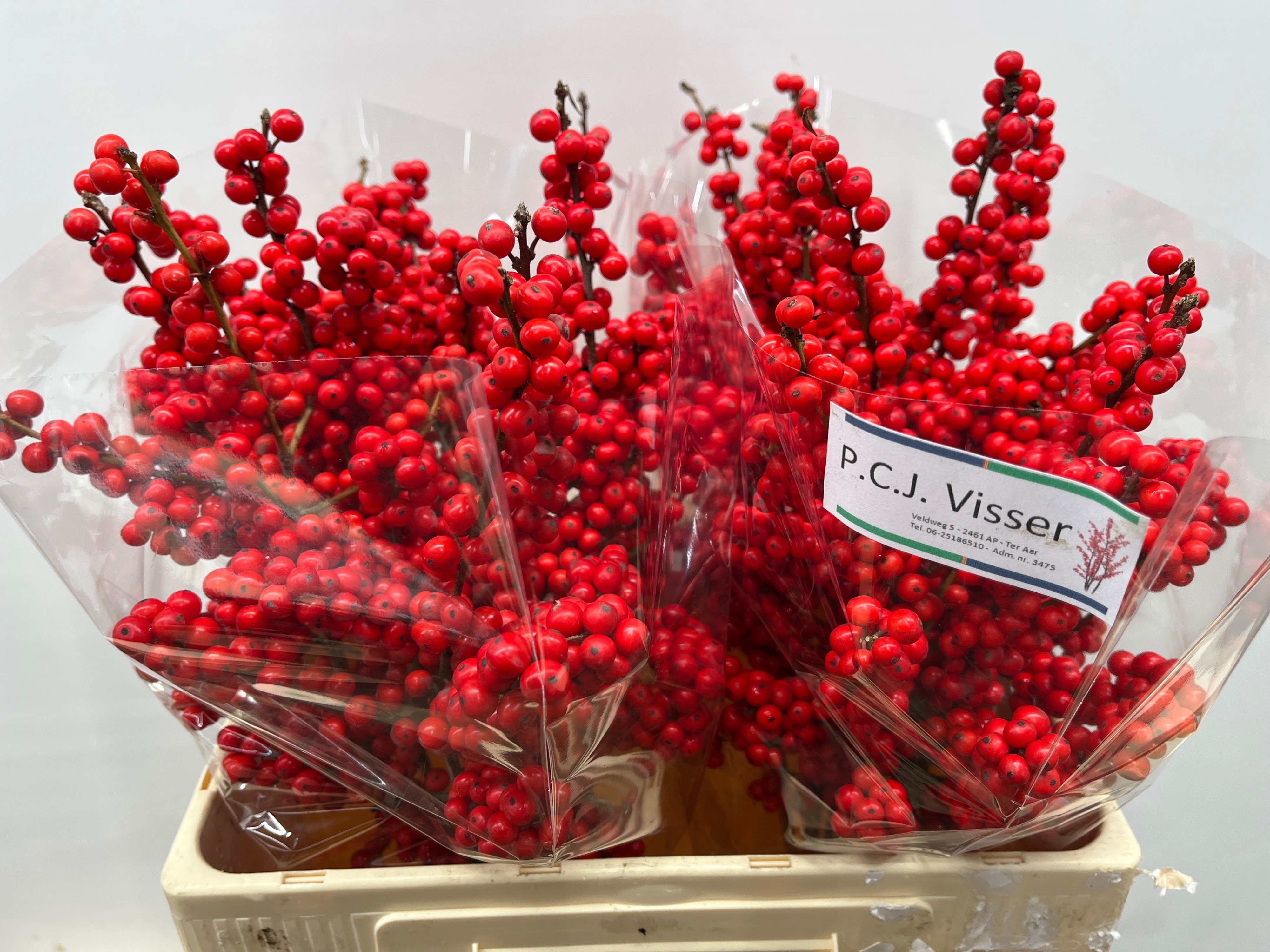 Ilex Verticlilata 60cm