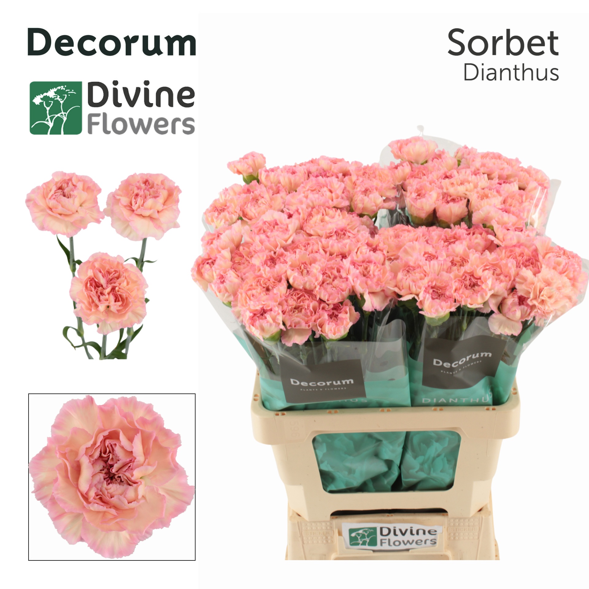 Di St Sorbet