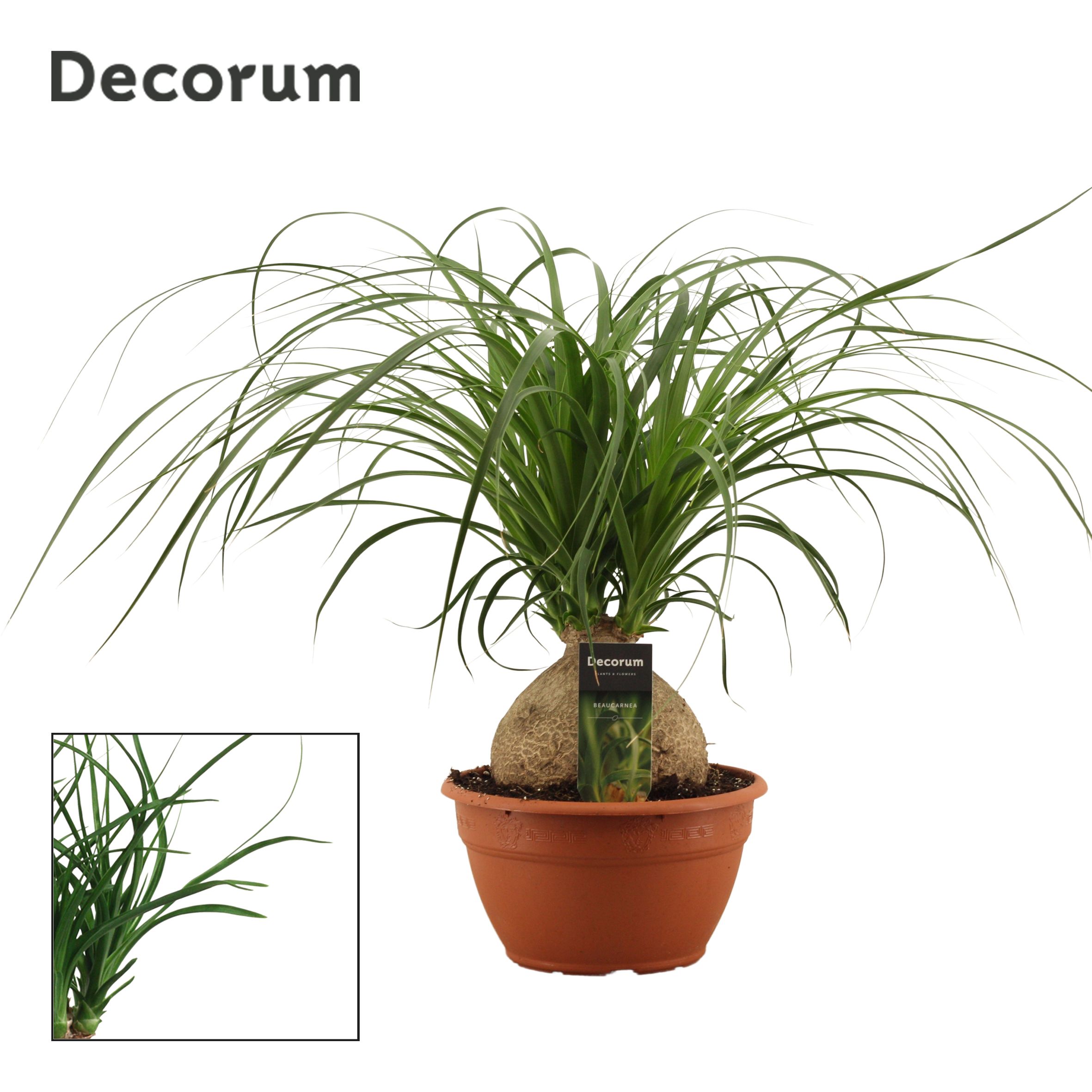 Beaucarnea Bol (Decorum)