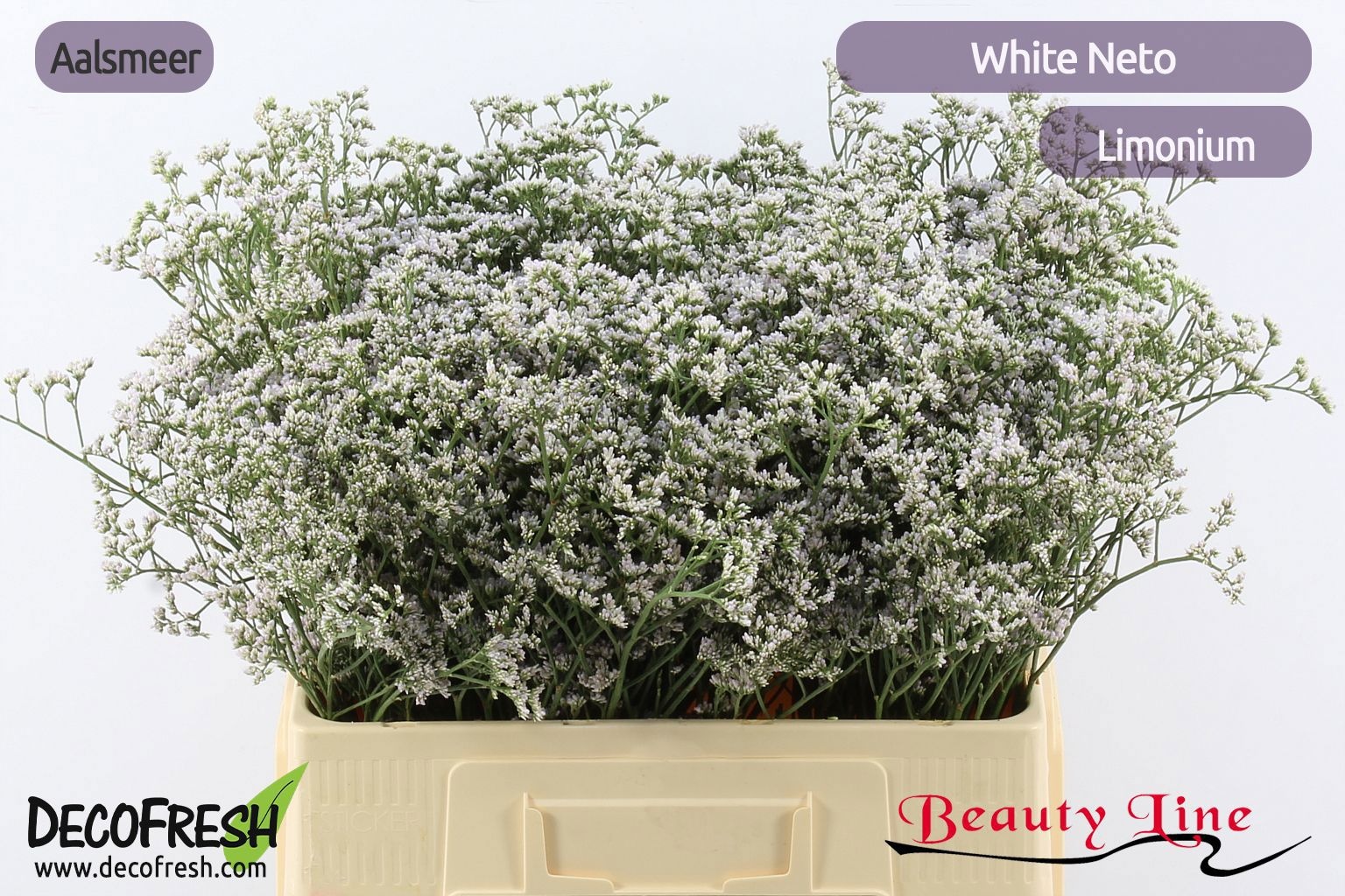 Lim White Neto 60L.cm 13bloei