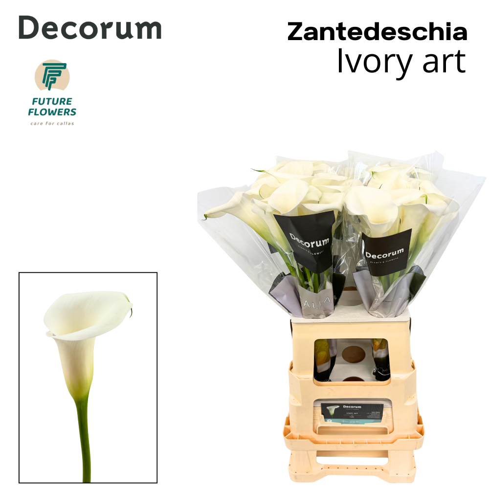 Zant Ivory Art