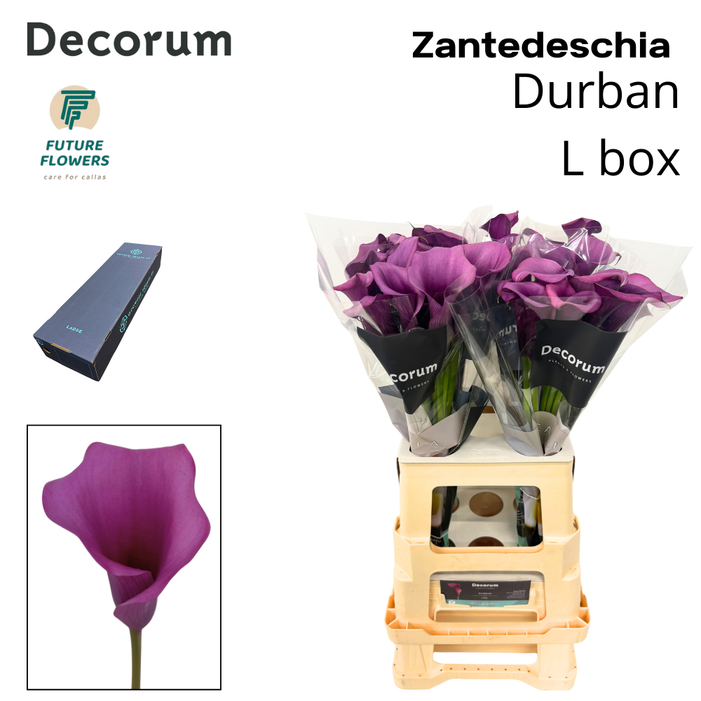 Zant Durban
