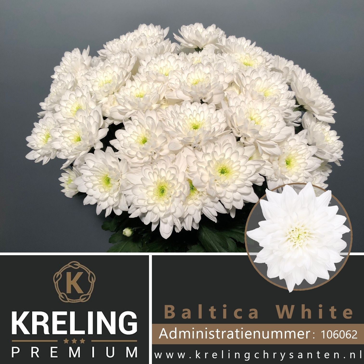 Chrys Spray Baltica 85gram