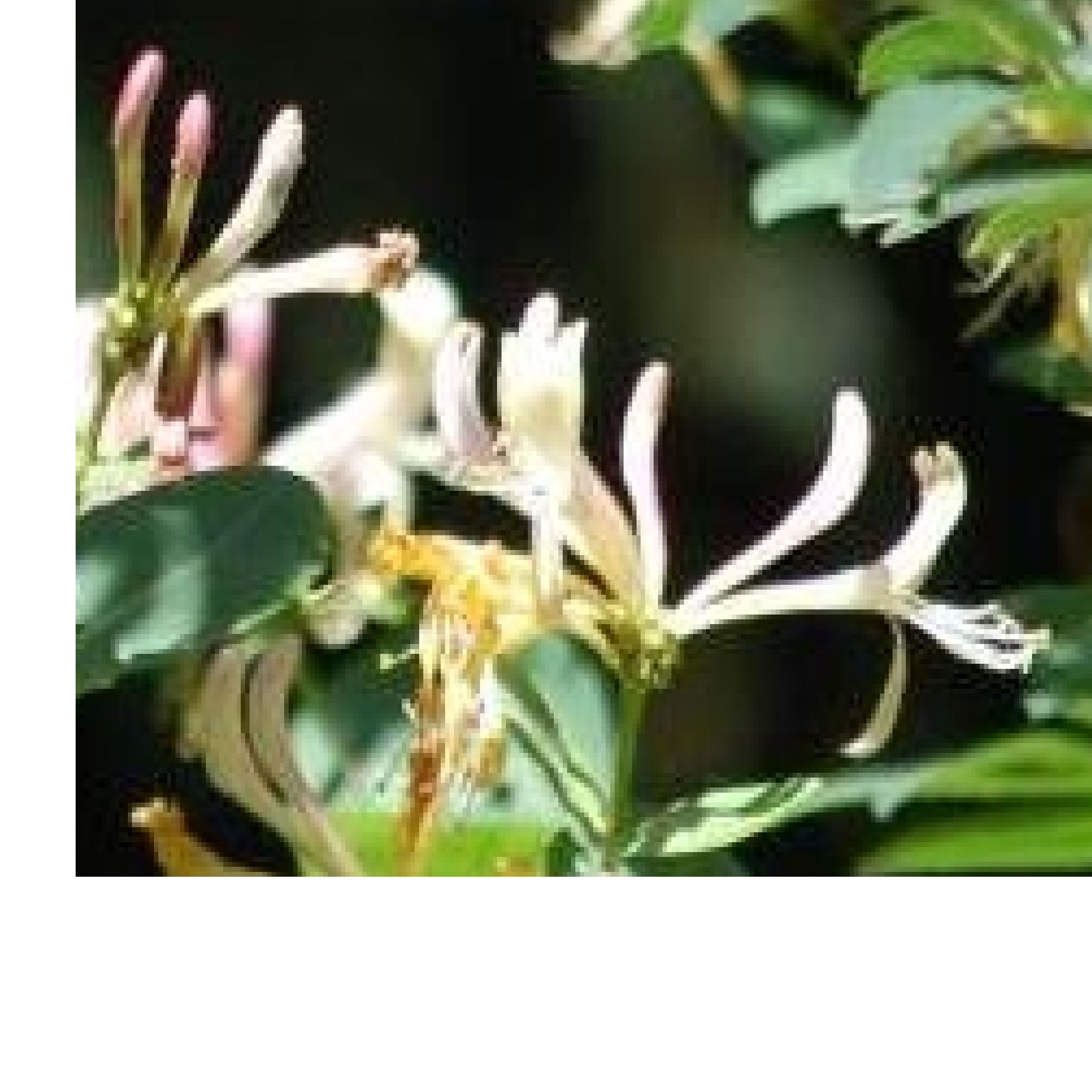 iceberg rose plant Iceberg Floribunda Rose – Tree Form main image 1