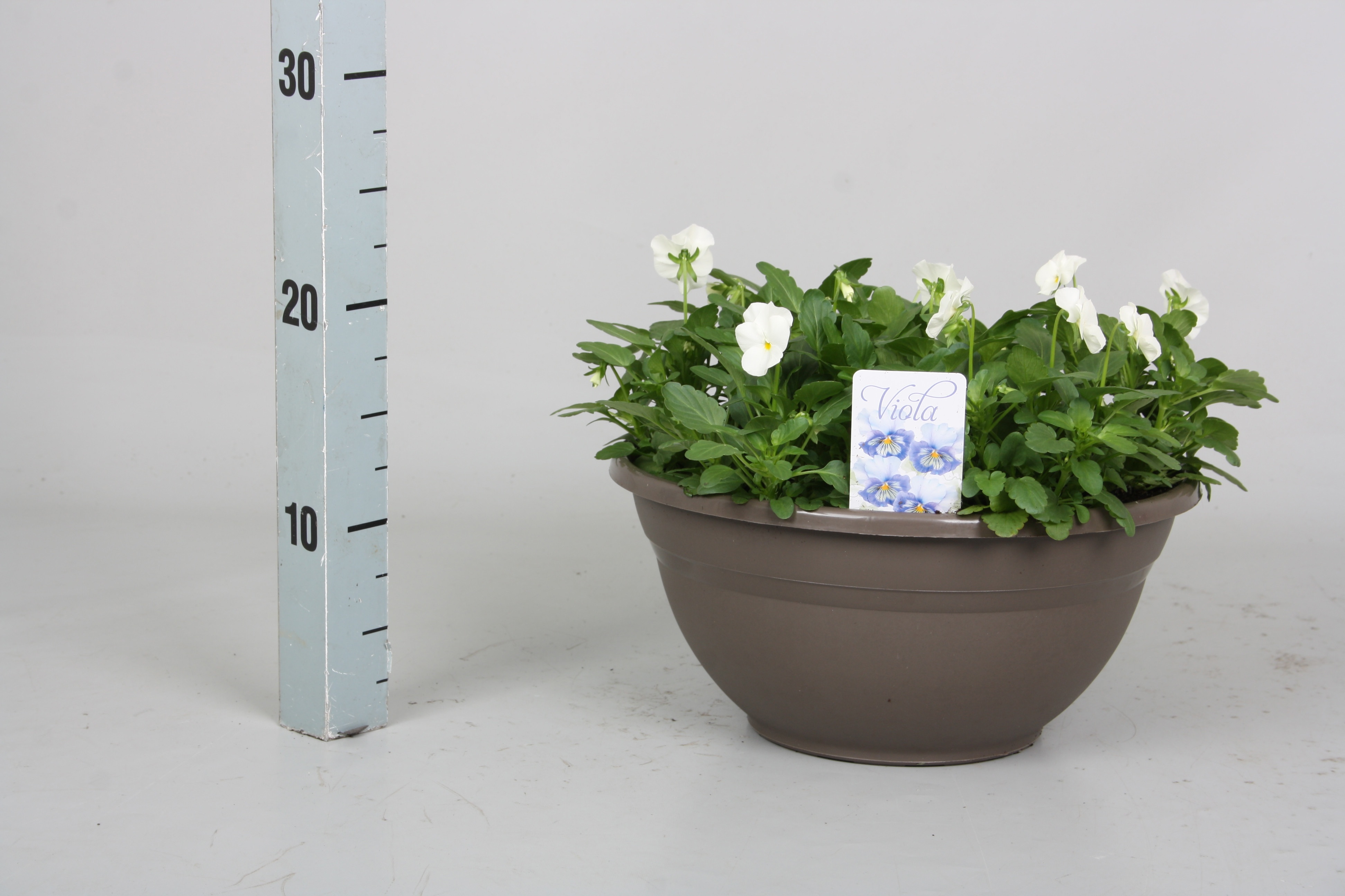 Vio Co D True White 27P 20H