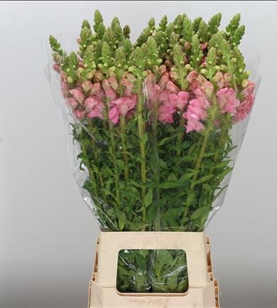 Antirrhinum Poto Pink 70cm