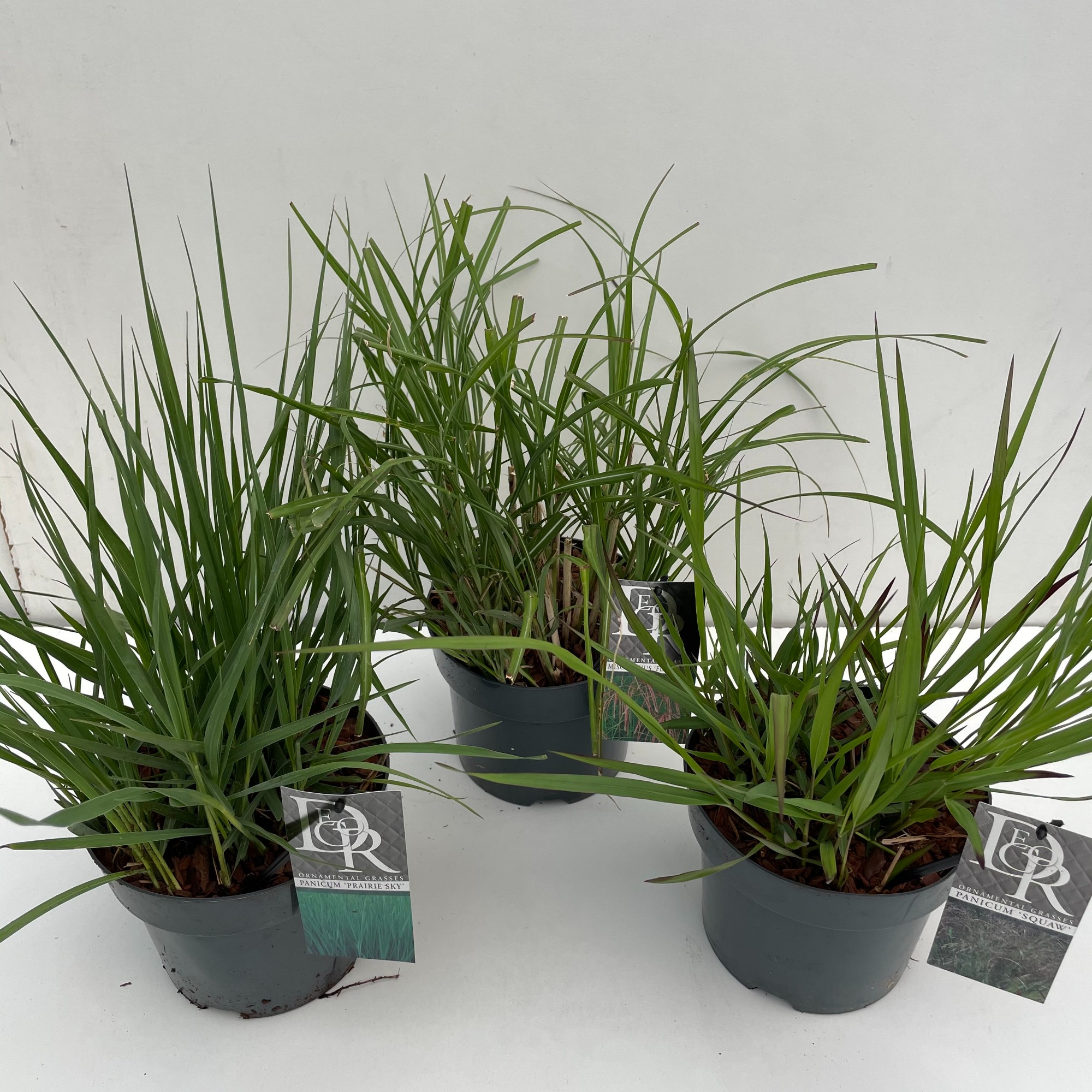 Picture of Miscanthus in varieties P19 (3 Ltr)