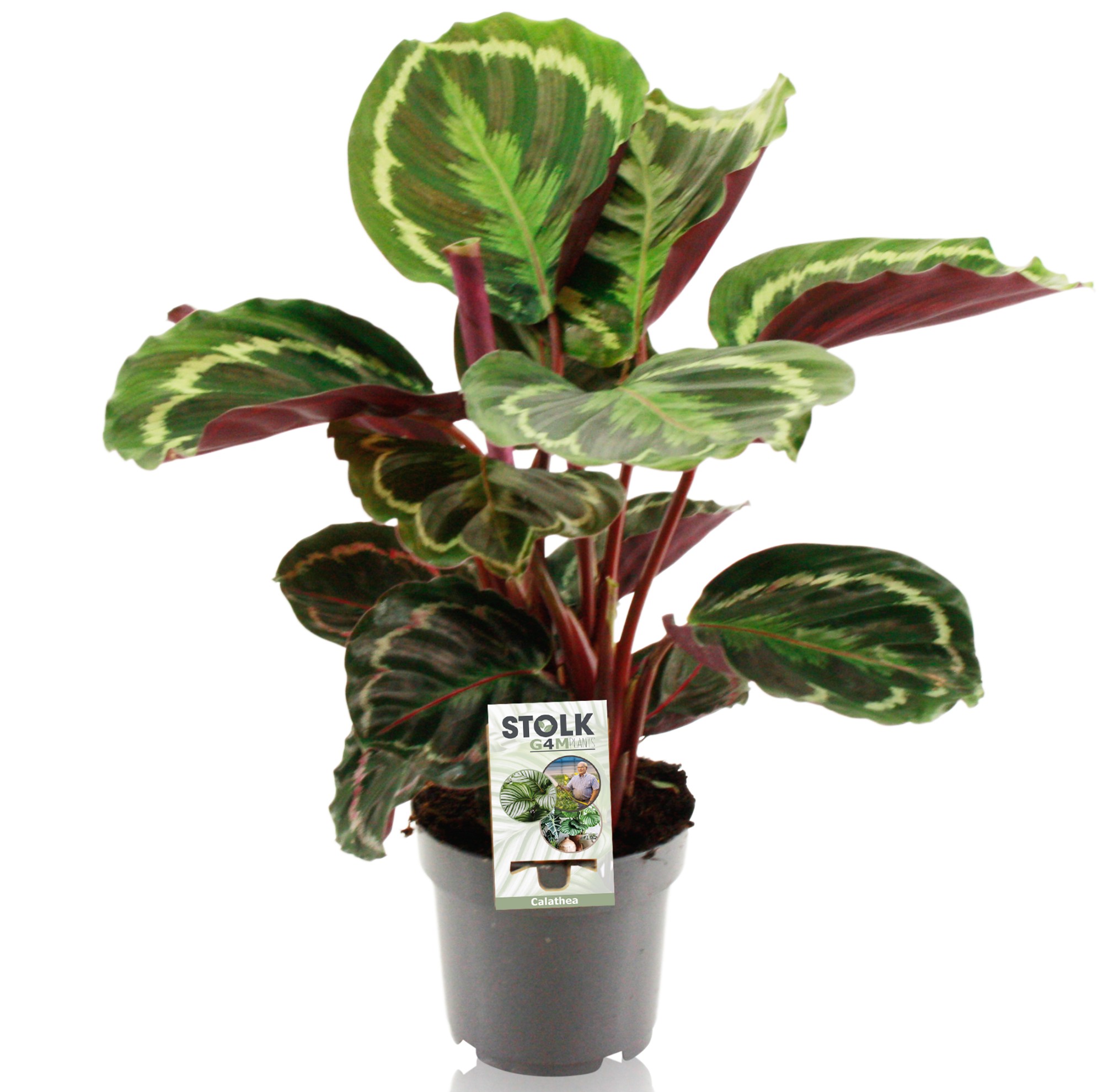 Picture of Calathea Medallion P14 50CM