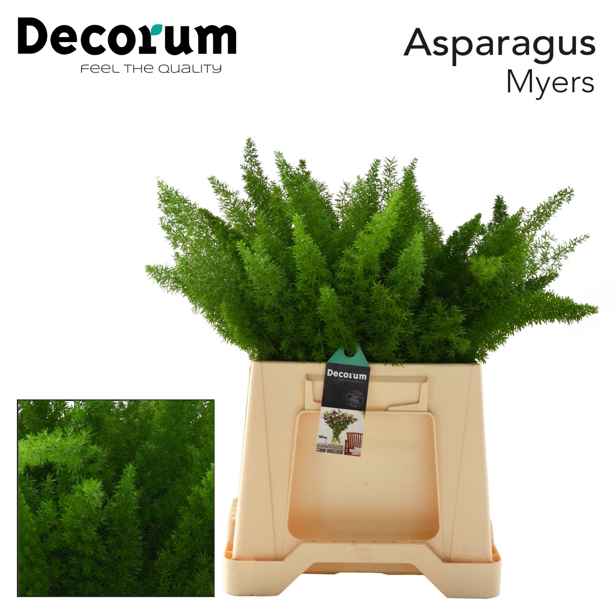 Asp Dens Myers