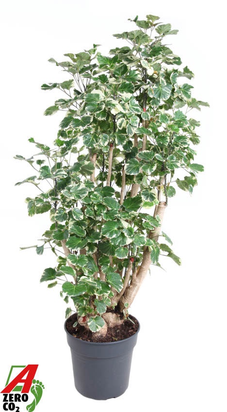 Polyscias Balfouriana vertakt