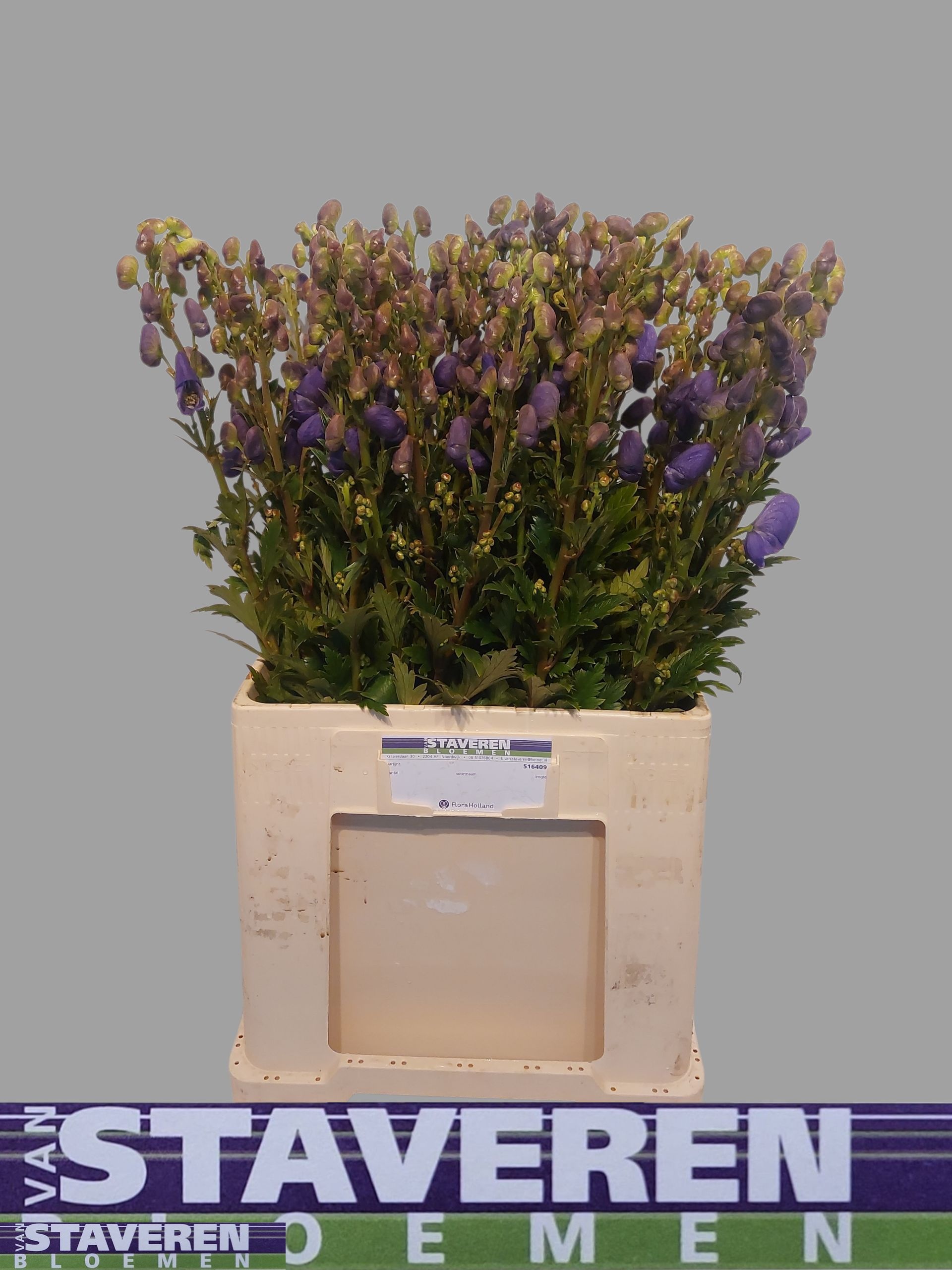 Aconitum Arensi 70cm
