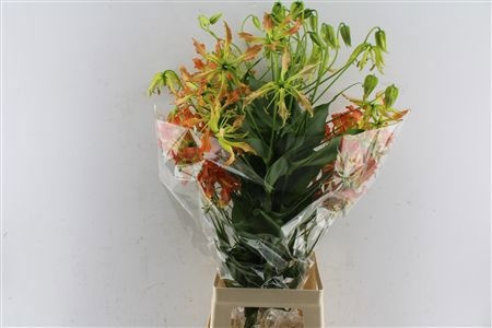 Gloriosa Sp Orange 80cm