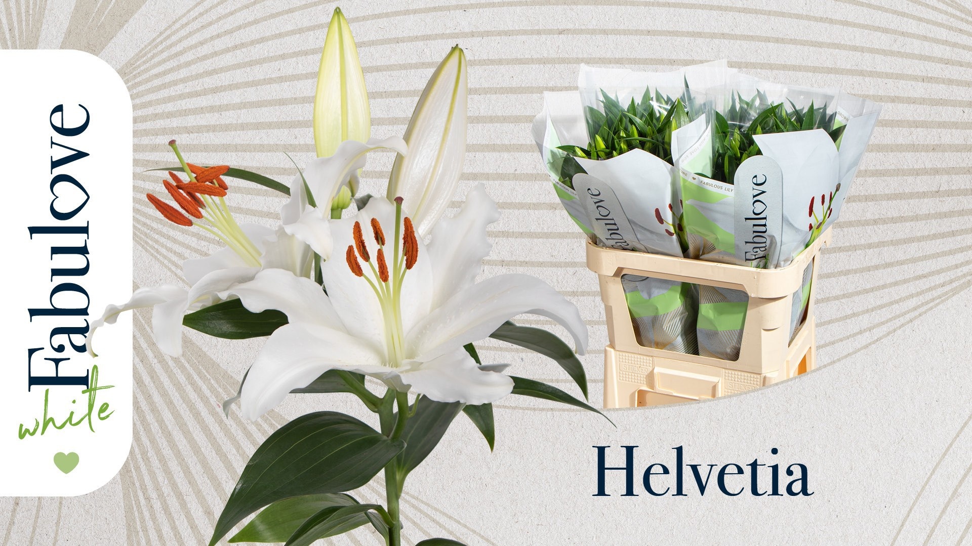 Lilium Or Helvetia 70cm 4/6bl