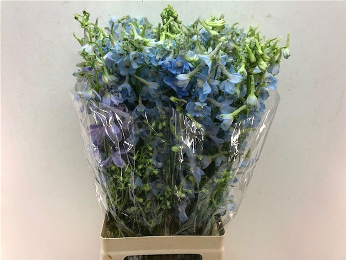 Delphinium Be Balkleid 70cm