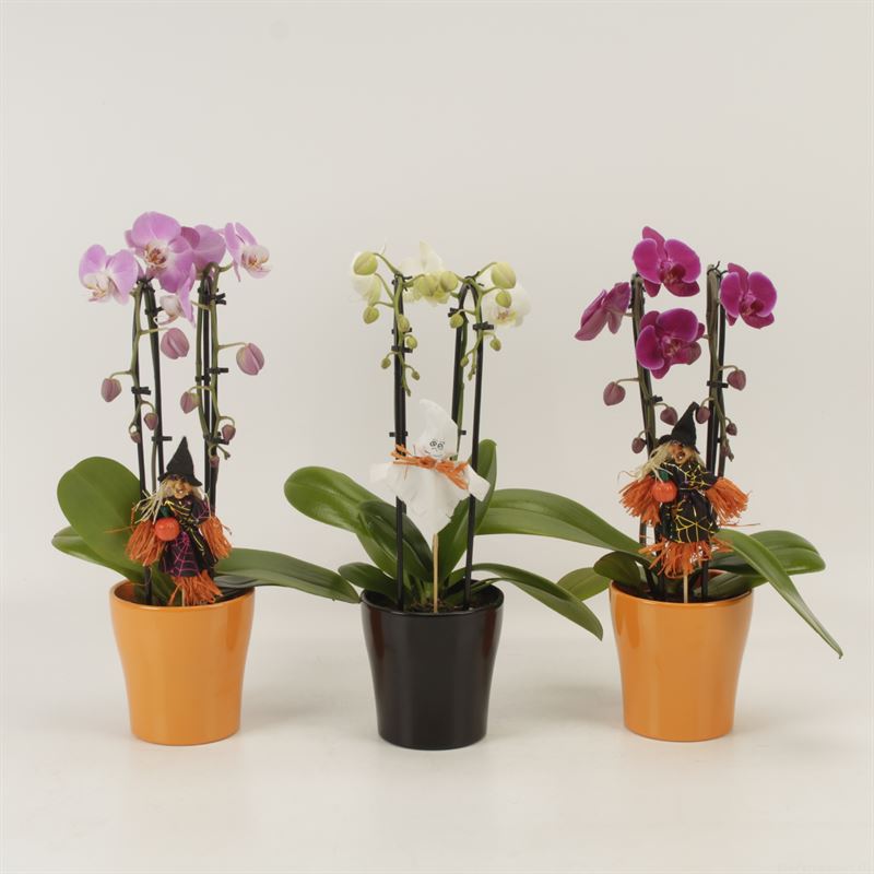 Picture of Phalaenopsis hybrid Elegant Duoboga in varieties Halloween P12 45cm