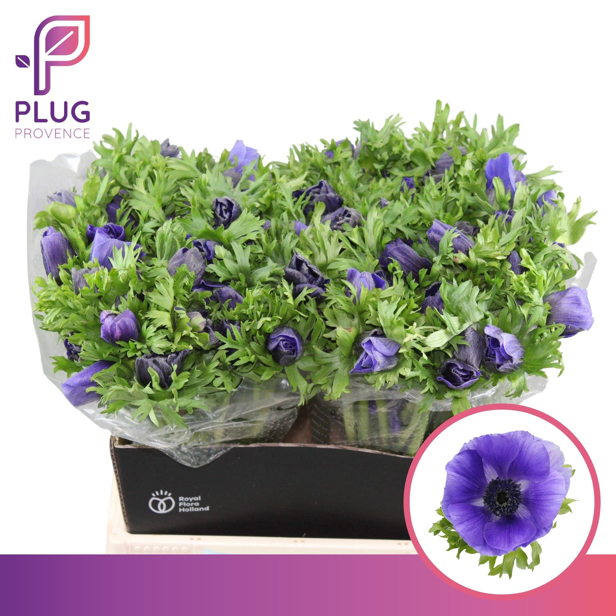 Anemone Galil Blue 40cm
