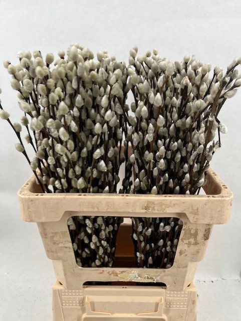 Salix Pussy Willow 60cm