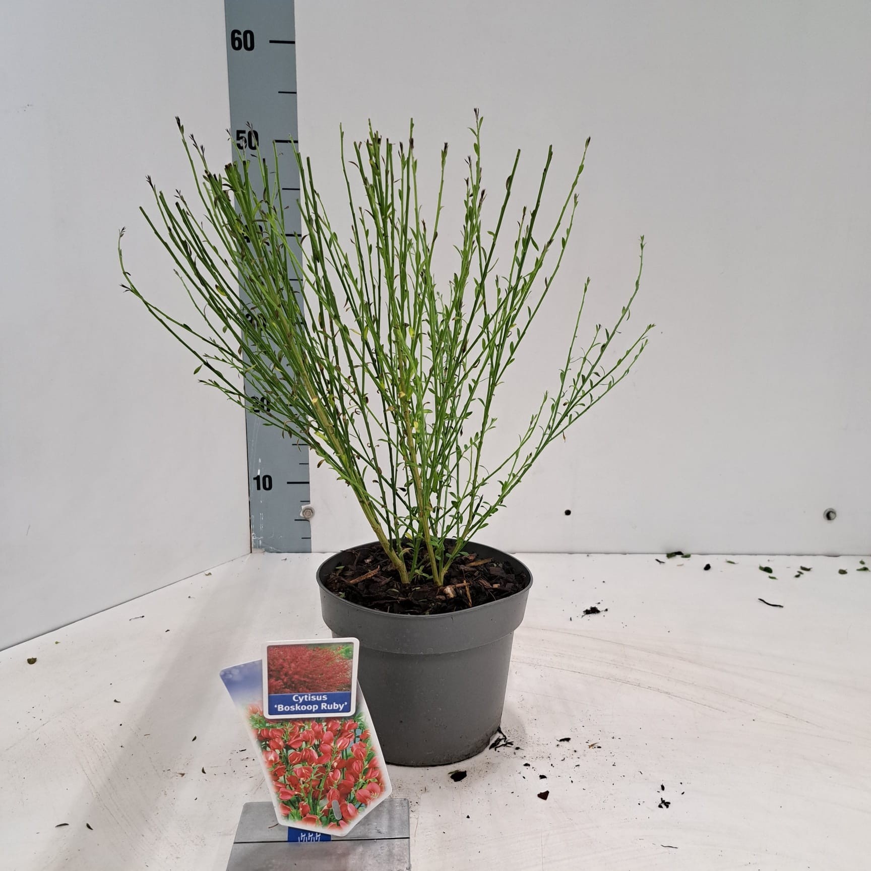 Picture of Cytisus praecox 'Boskoop Ruby'