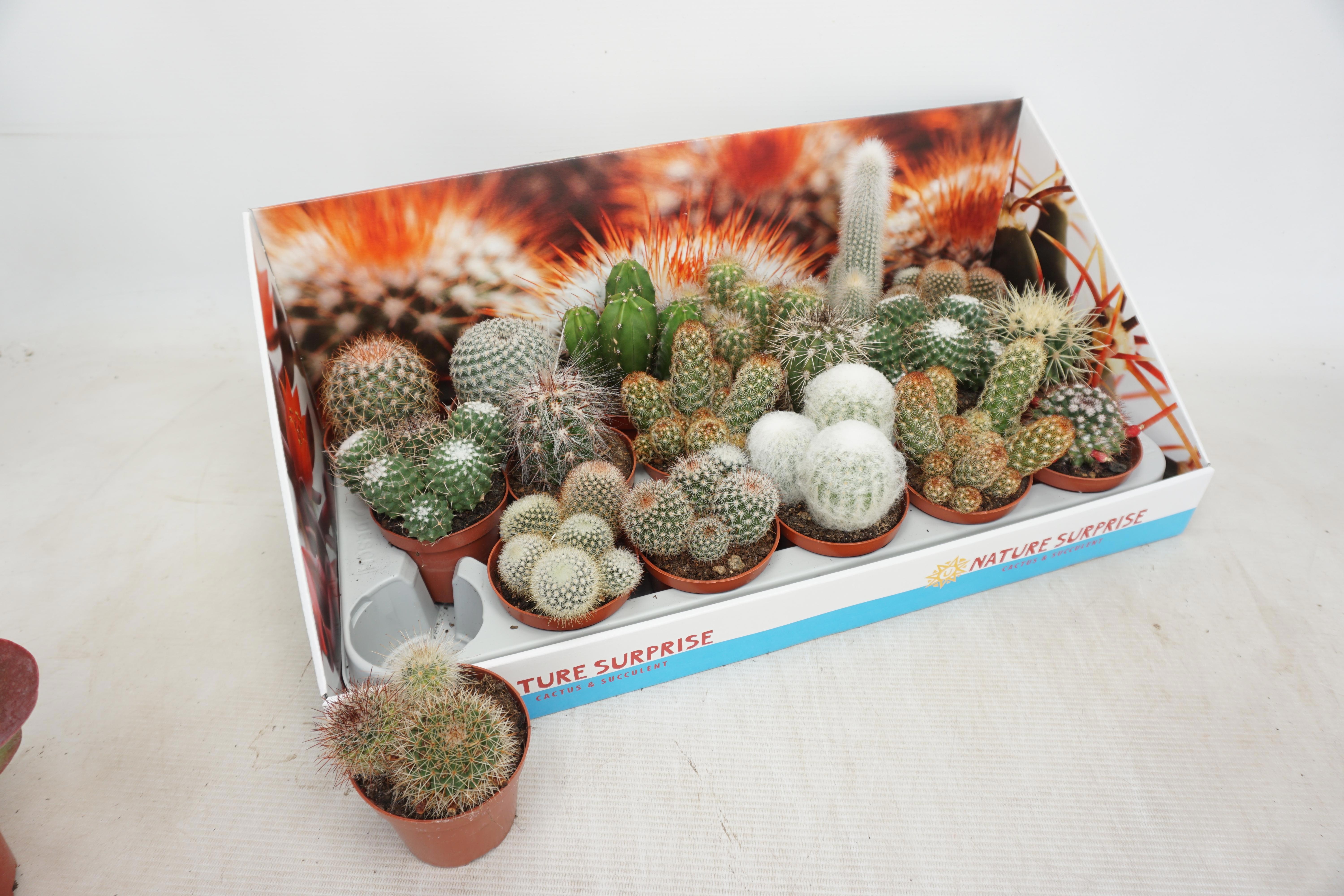 Cactus Gem 508P 12H