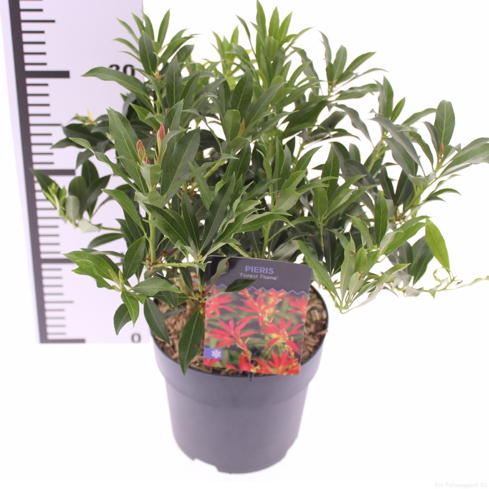 Picture of Pieris Forest Flame