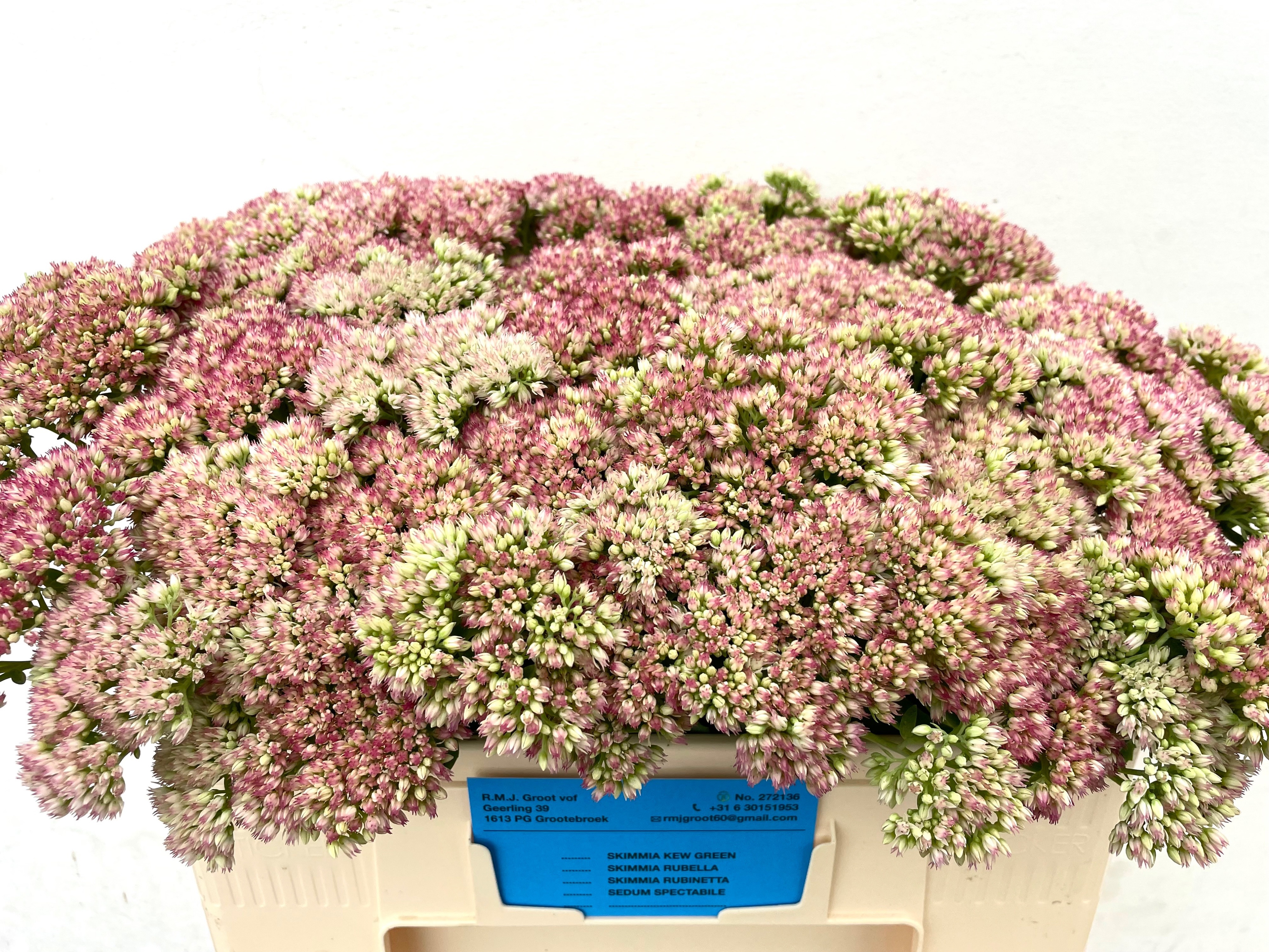 Sedum Spectabile