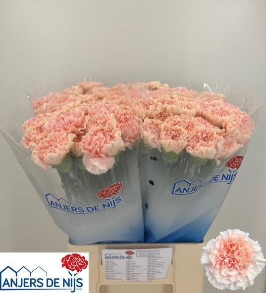 Dianthus Pastel Crimea 60cm