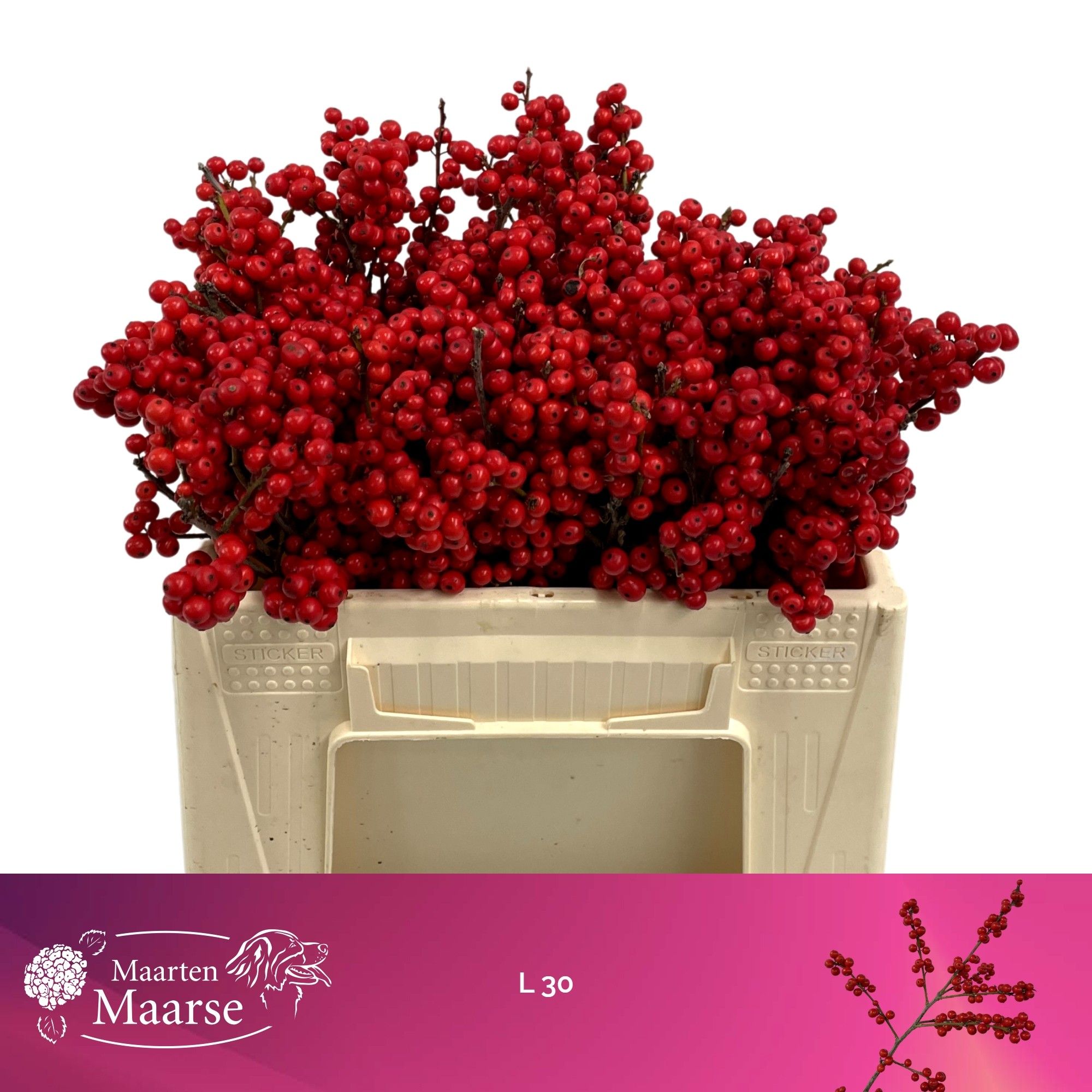 Ilex Verticlilata 30cm