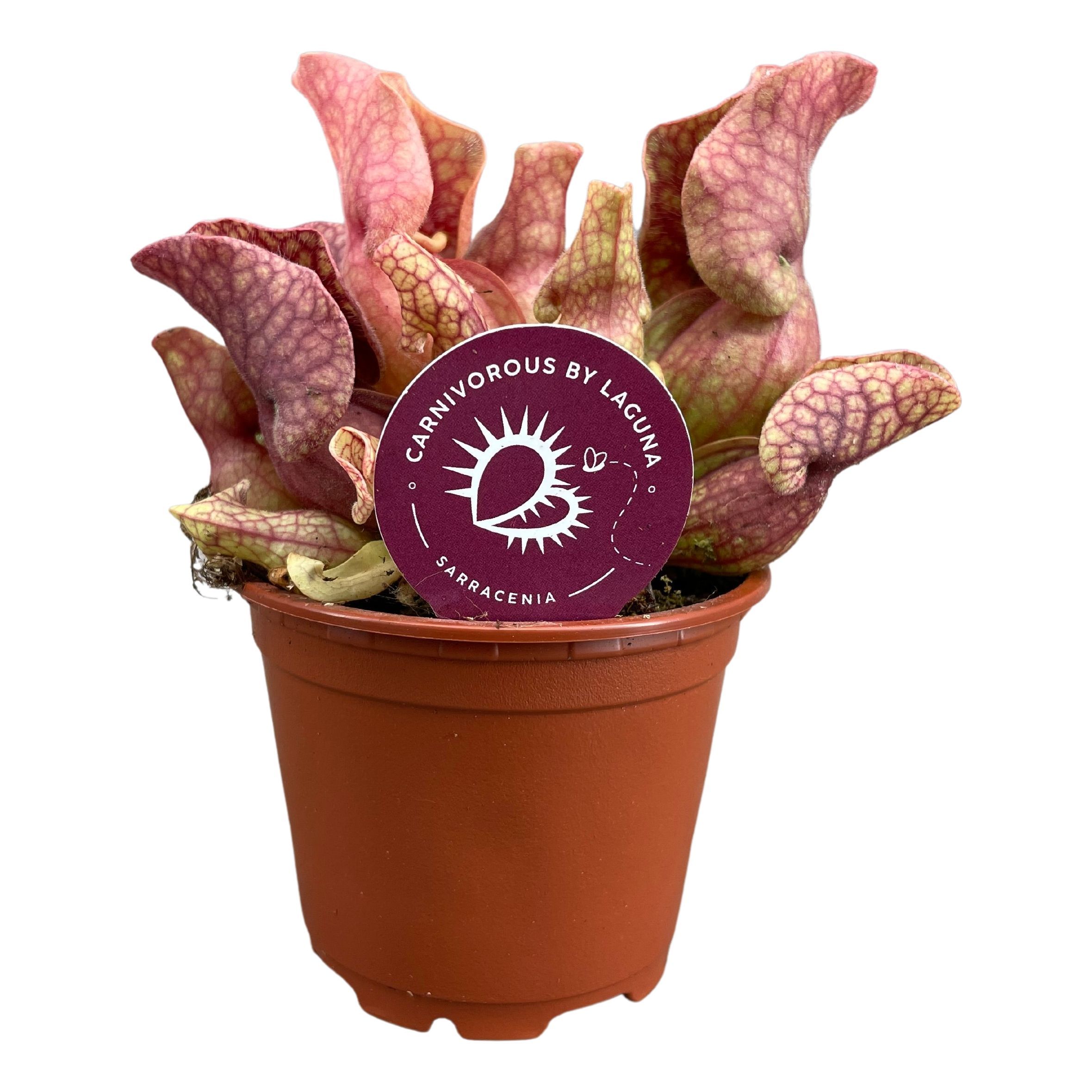 Sarracenia Ov 508P 18H