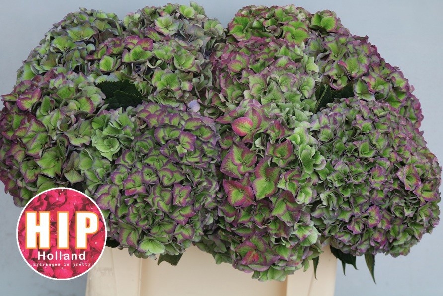Hydrangea Rodeo Classic Pink 50cm 20Ø