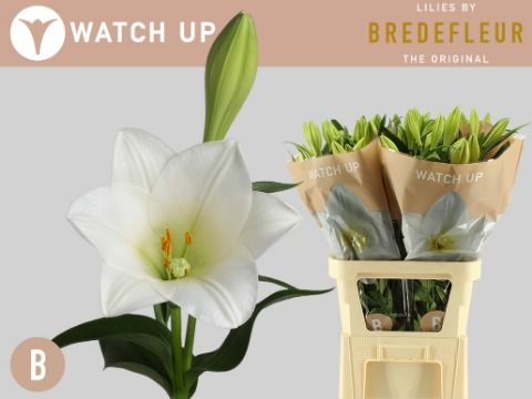 Lilium Lf Watch Up 100cm 2/4bl