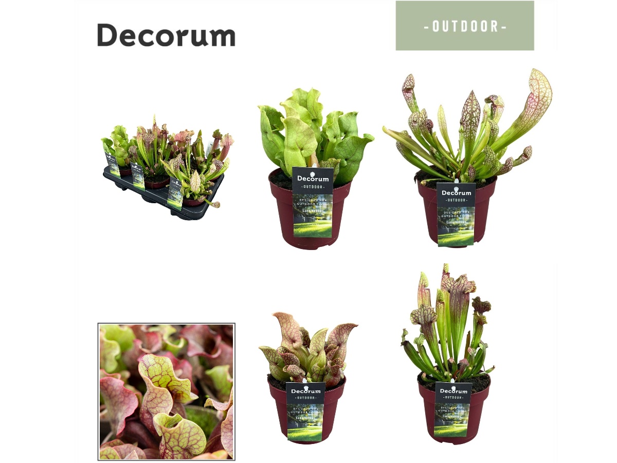 Sarracenia Ov 12P 25H