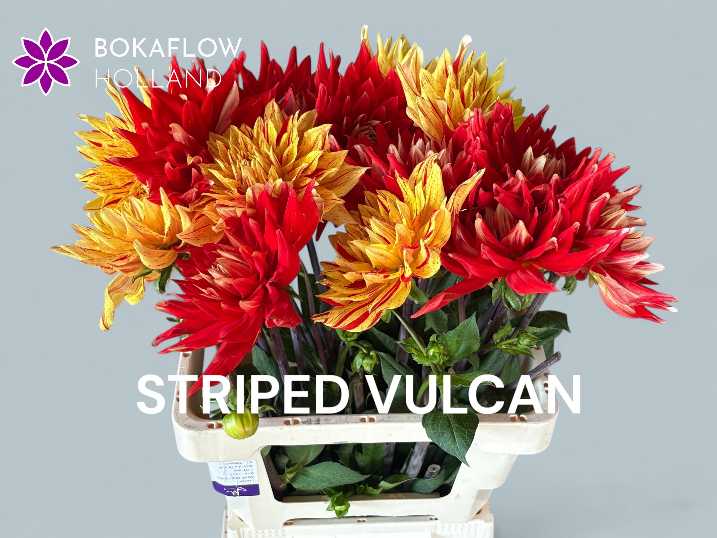 Dahl Striped Vulcan