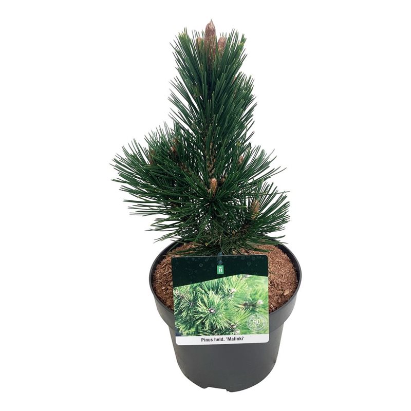 Picture of Pinus held. 'Malinki'