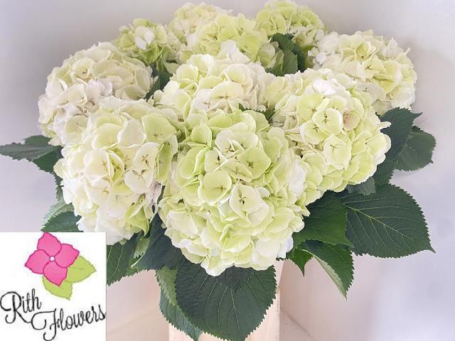 Hydrangea White Verena Classic 80cm 22Ø