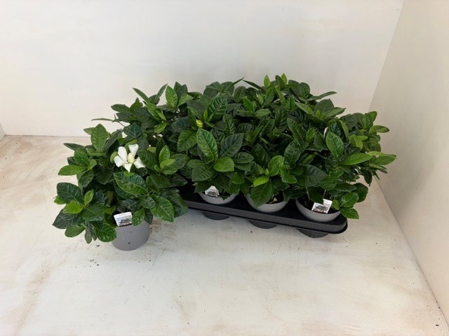 Gardenia Jasminoides 13P 26H 2bloem