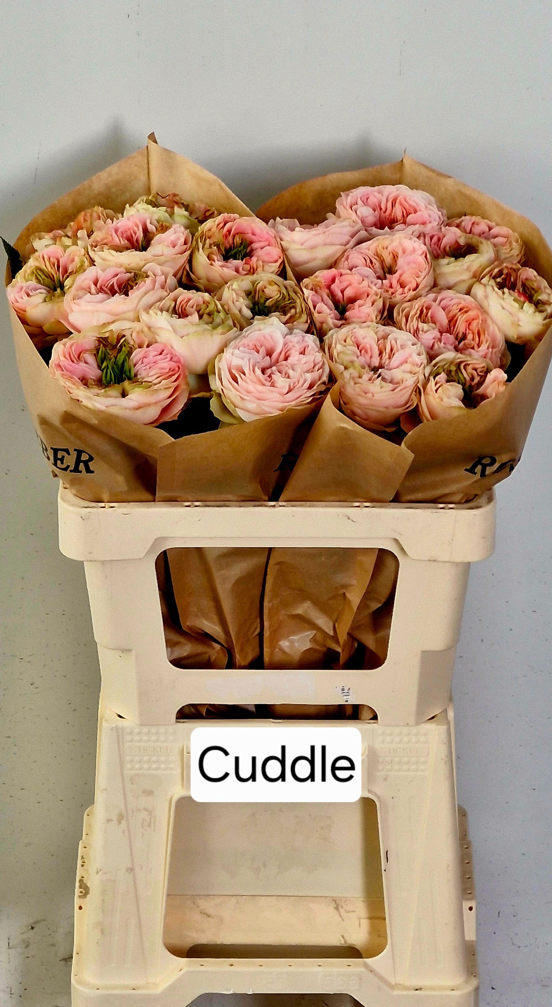 R Gr Cuddle!