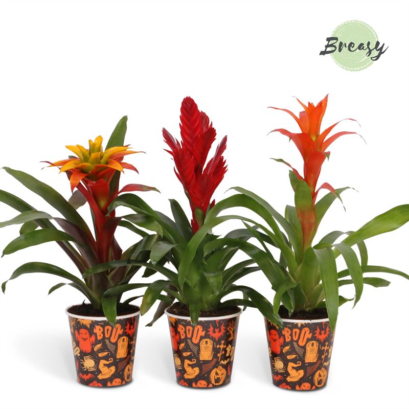 Picture of Bromelia Halloween Potcover BOO! P13 45cm