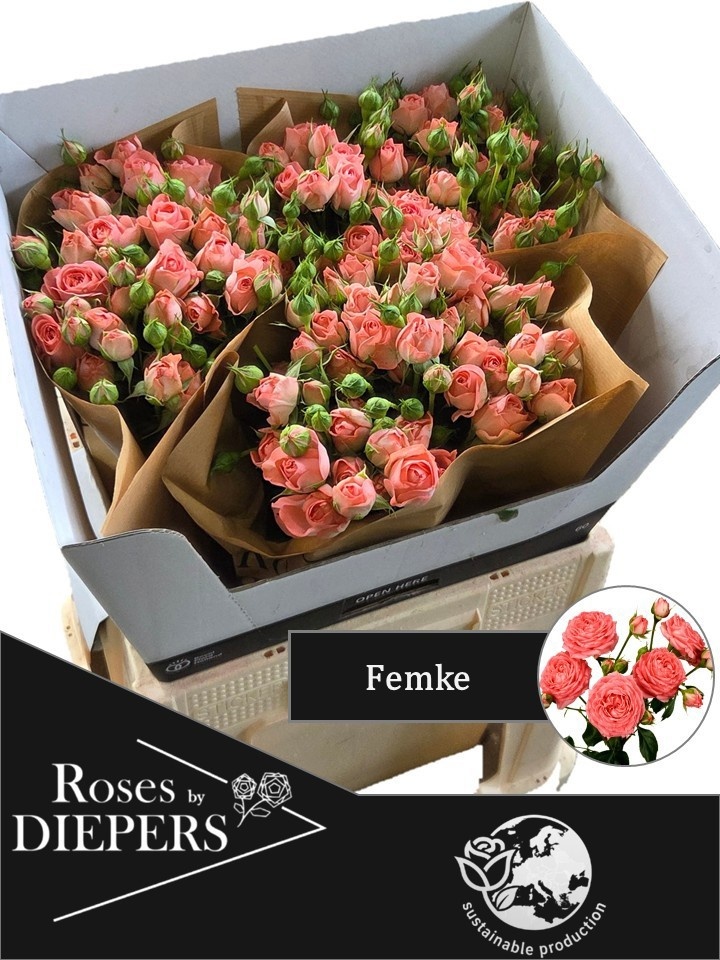 R Tr Femke