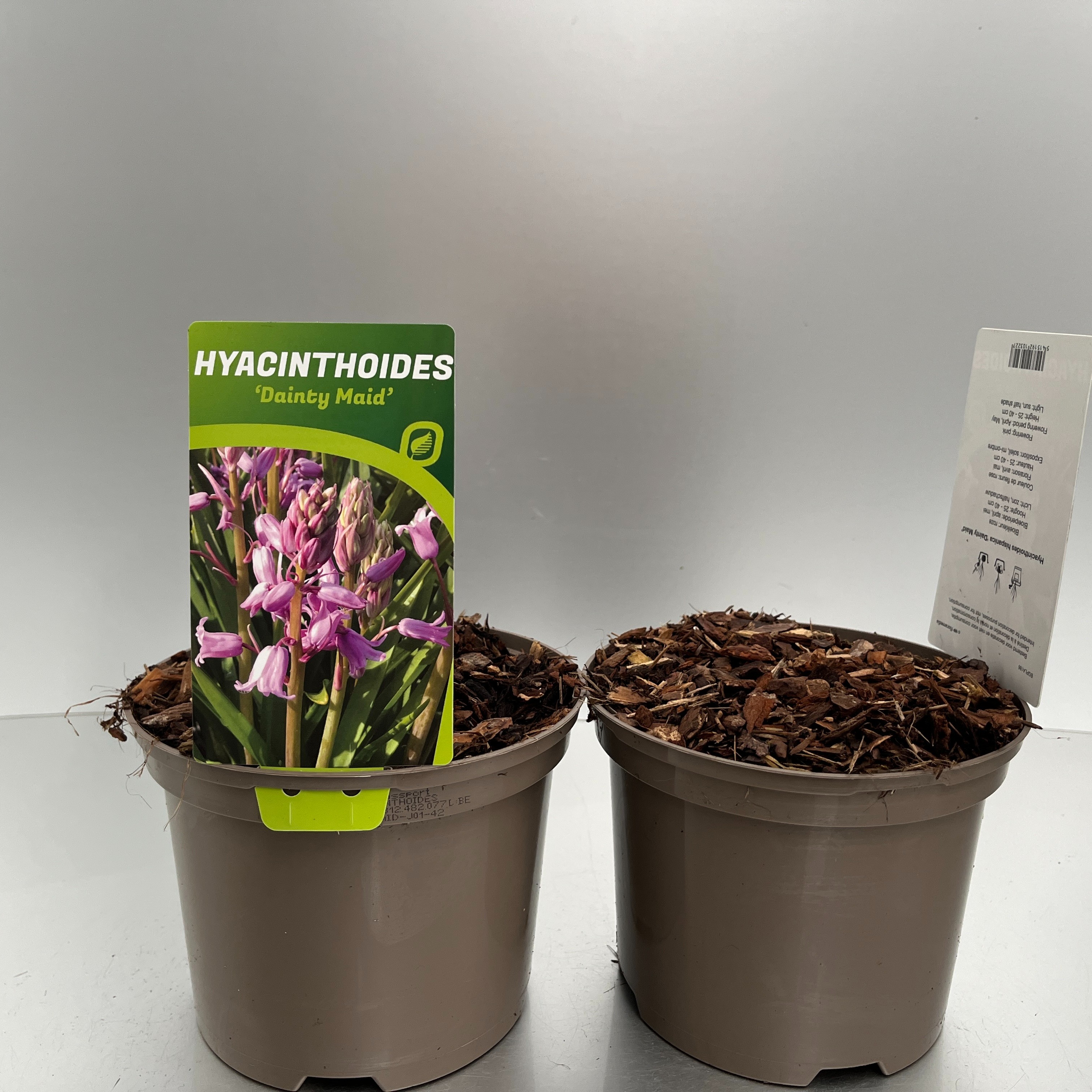 Picture of Hyacinthoides hisp. Dainty Maid P17 (2 Ltr) (LOOSE)