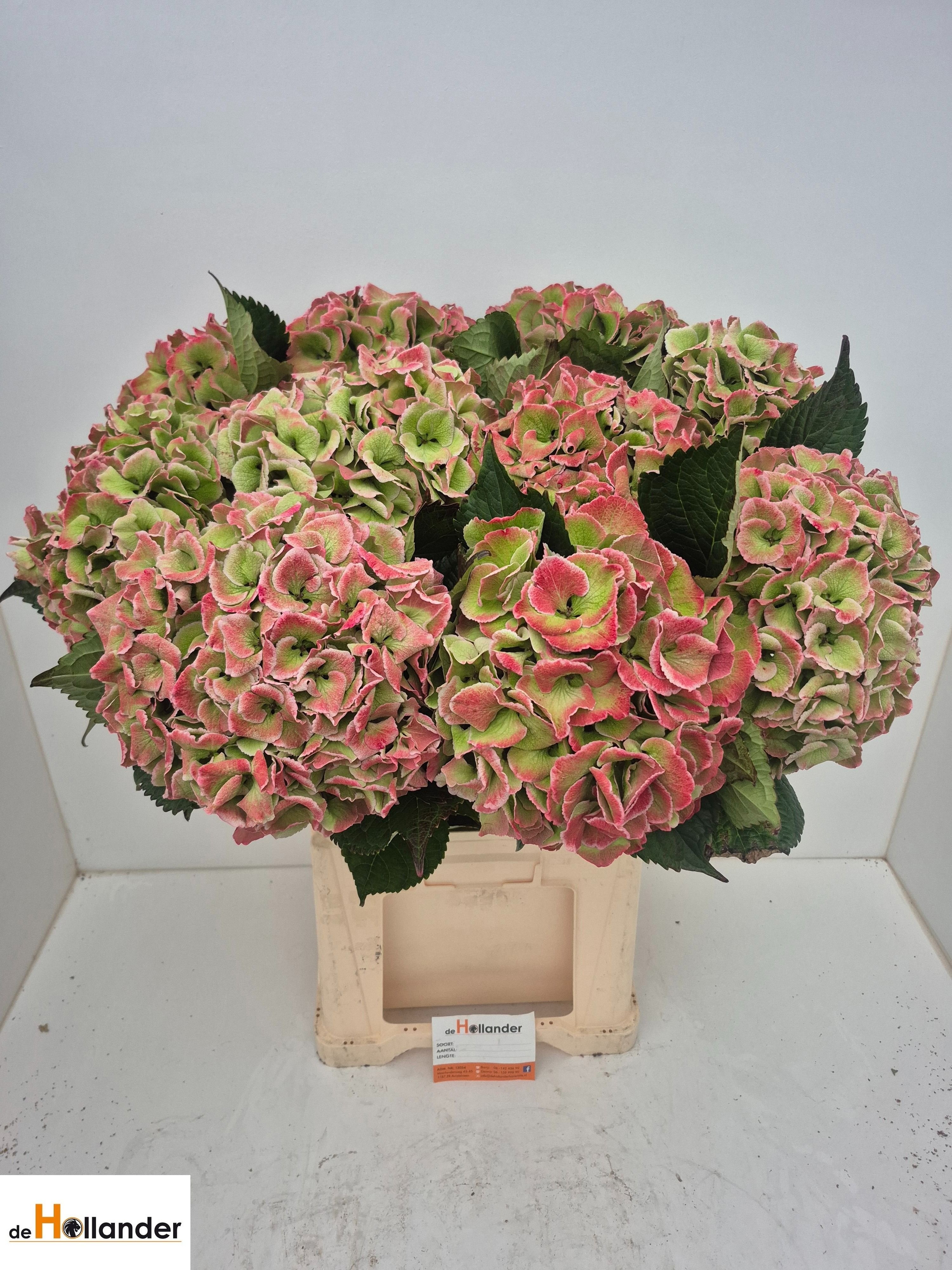 Hydrangea Royal Love Classic 80cm 24Ø