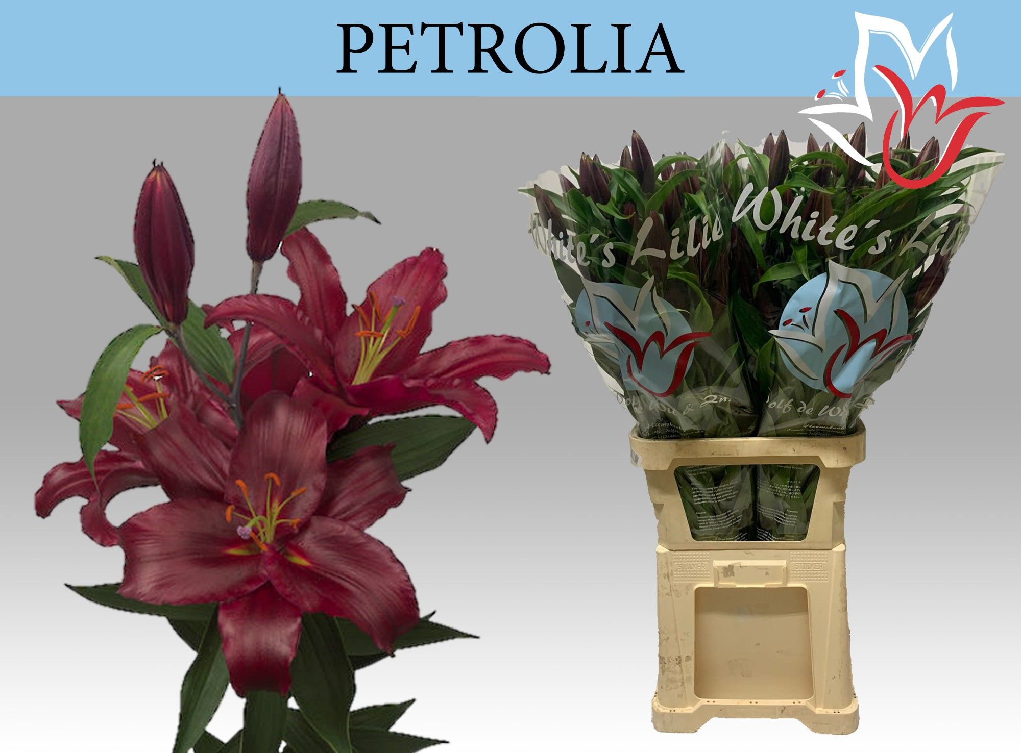 Li Or Petrolia