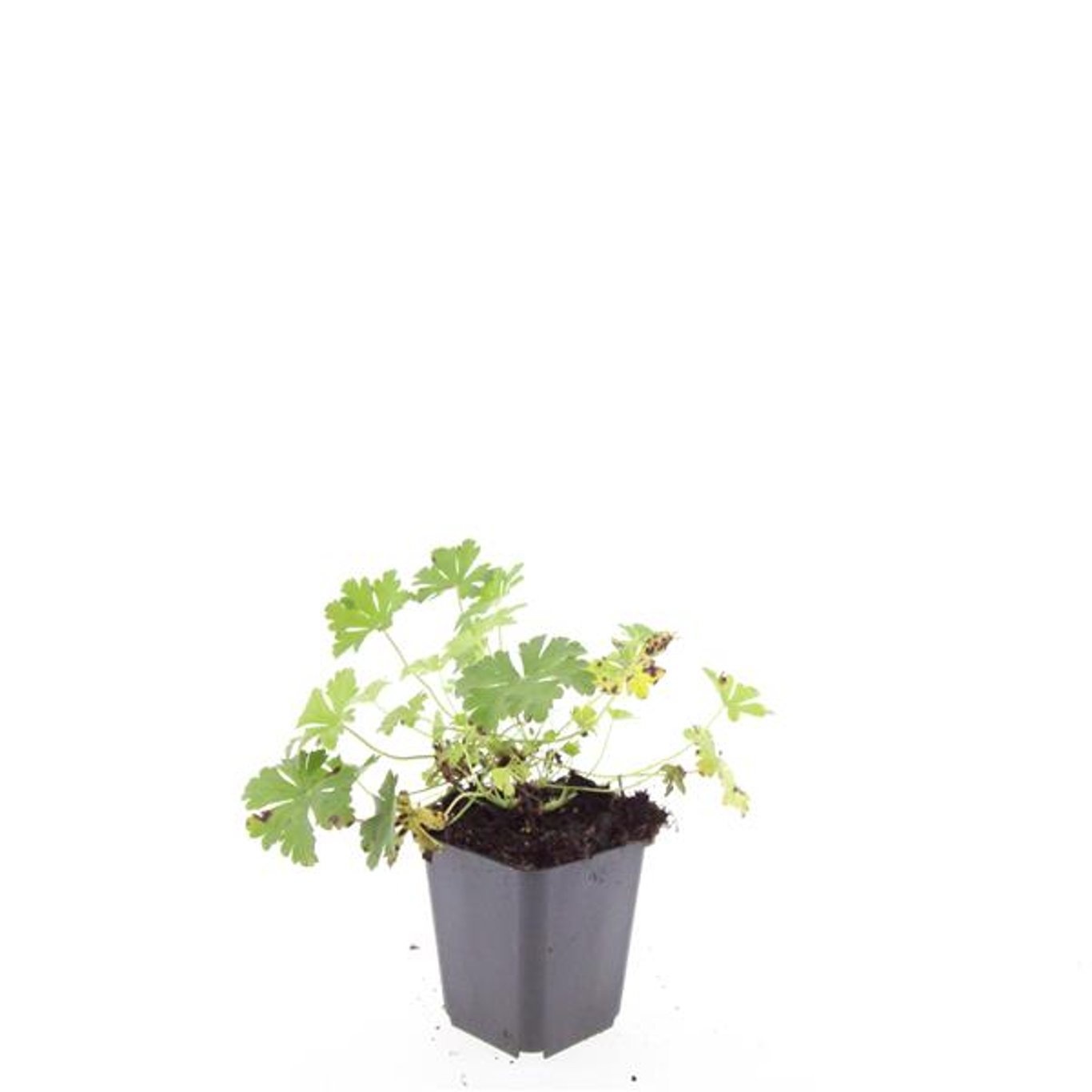 Geranium cantabrigiense 'Biokovo'