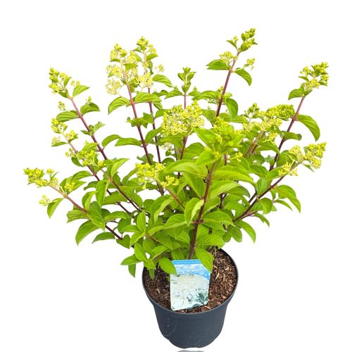 Hydrangea pan. 'Silver Dollar' p23 vd. Peijl